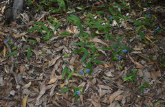 Commelina ensifolia