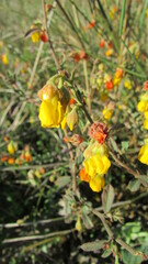 Hermannia procumbens