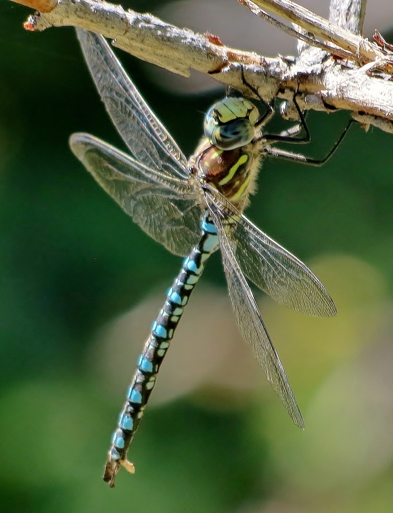 Paddle-tailed Darner