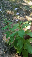 Cicerbita prenanthoides