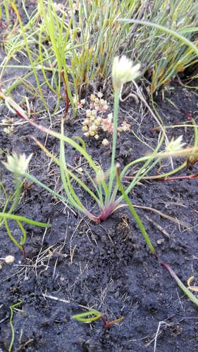 Longbeak Rush (Juncus stenopetalus)