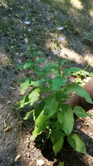 Cicerbita prenanthoides