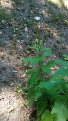 Cicerbita prenanthoides