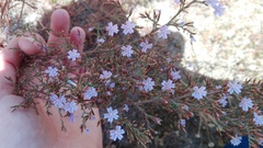 Limonium equisetinum