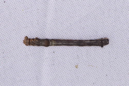 Scorched Wing, photo 7 of 7