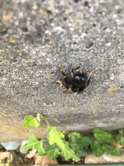 Bombus terrestris