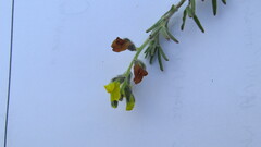 Lotononis involucrata