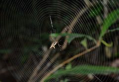 Micrathena sanctispiritus