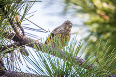 Chloris sinica minor