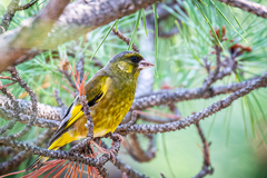 Chloris sinica minor