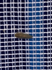 Phlogotettix cyclops