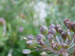 Peucedanum ostruthium