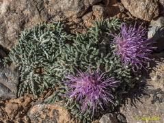 Jurinea humilis