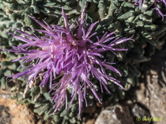 Jurinea humilis