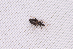 Temnostethus