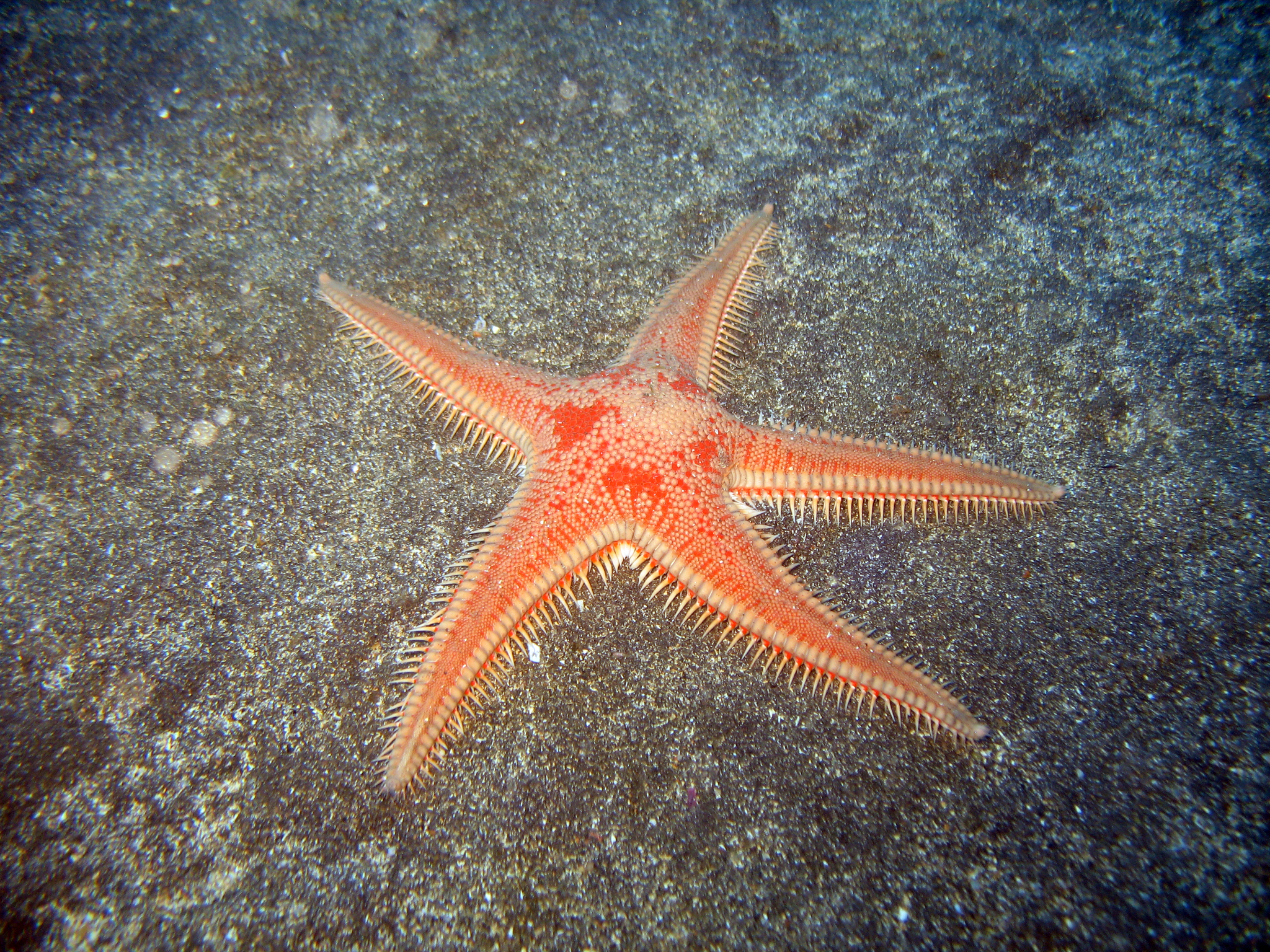 Astropecten articulatus - Wikipedia