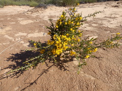 Acacia acanthoclada