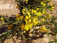 Acacia acanthoclada
