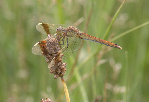 Banded Darter, Uden, Nederland, photo 7 of 10