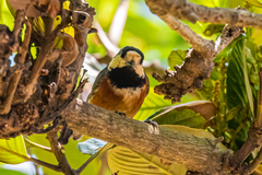 Sittiparus varius varius