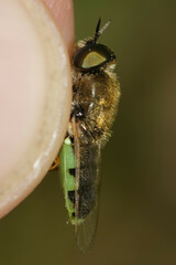 Odontomyia hydroleon