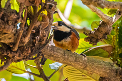 Sittiparus varius varius