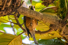 Sittiparus varius varius