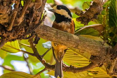 Sittiparus varius varius