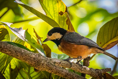 Sittiparus varius varius