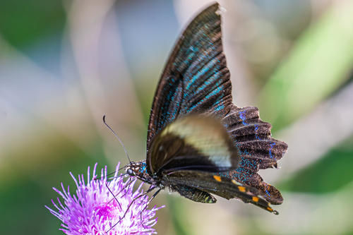 Japanese Peacock Swallowtail