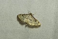Hileithia