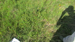 Lampranthus sociorum