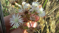 Lampranthus stenus