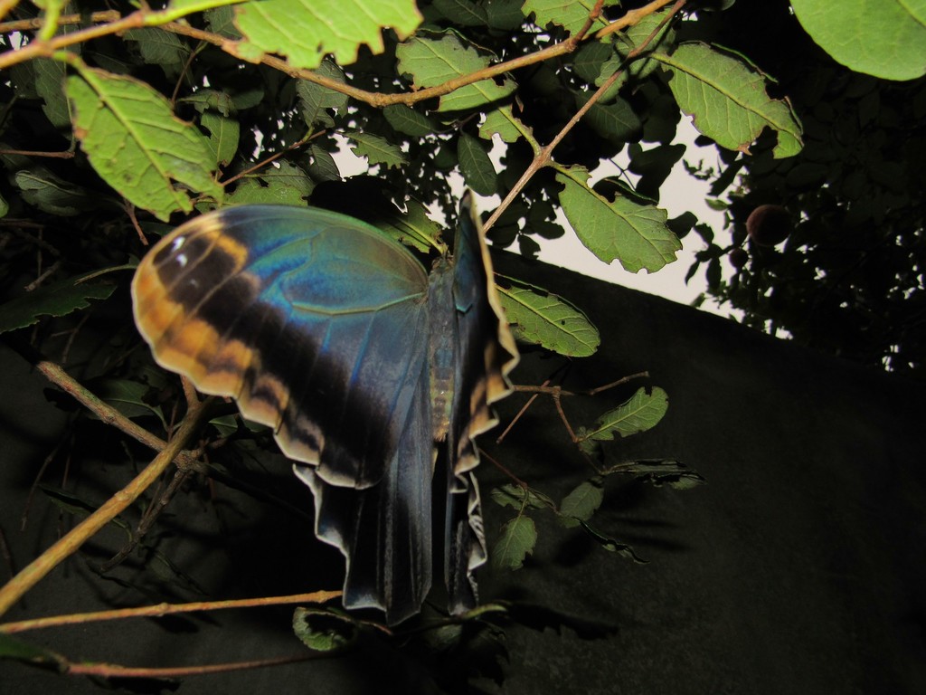 Dark Owl-Butterfly (Caligo brasiliensis) · iNaturalist