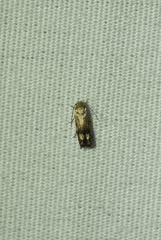 Calliprora