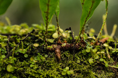 Peperomia bangroana