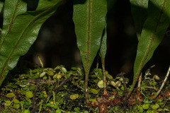 Peperomia bangroana