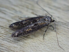 Blastodacna