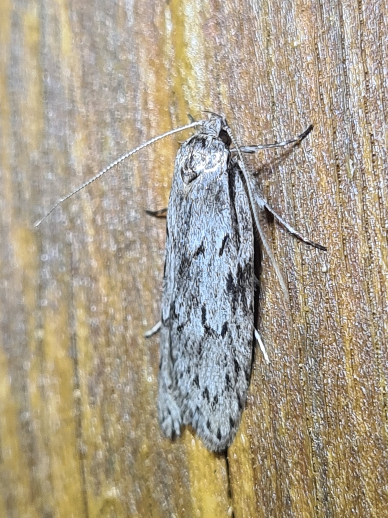Philobota grammatica