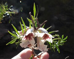 Pandorea doratoxylon