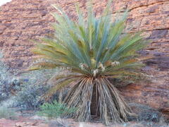 Macrozamia macdonnellii