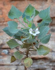 Goodenia grandiflora