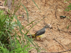 Motacilla cinerea