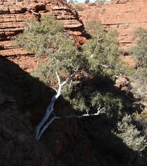 Corymbia aparrerinja
