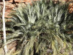 Macrozamia macdonnellii