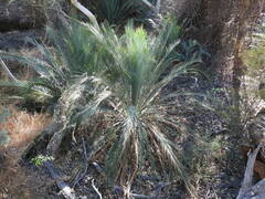 Macrozamia macdonnellii