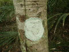 Cryptothecia bartlettii