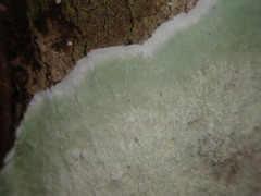 Cryptothecia bartlettii