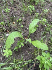 Borago