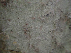 Cryptothecia bartlettii